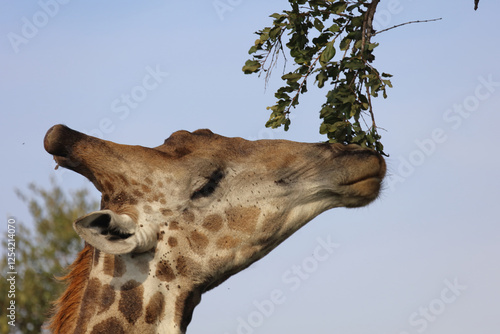 Photography Giraffe / Giraffe / Giraffa camelopardalis