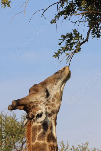 Photography Giraffe / Giraffe / Giraffa camelopardalis