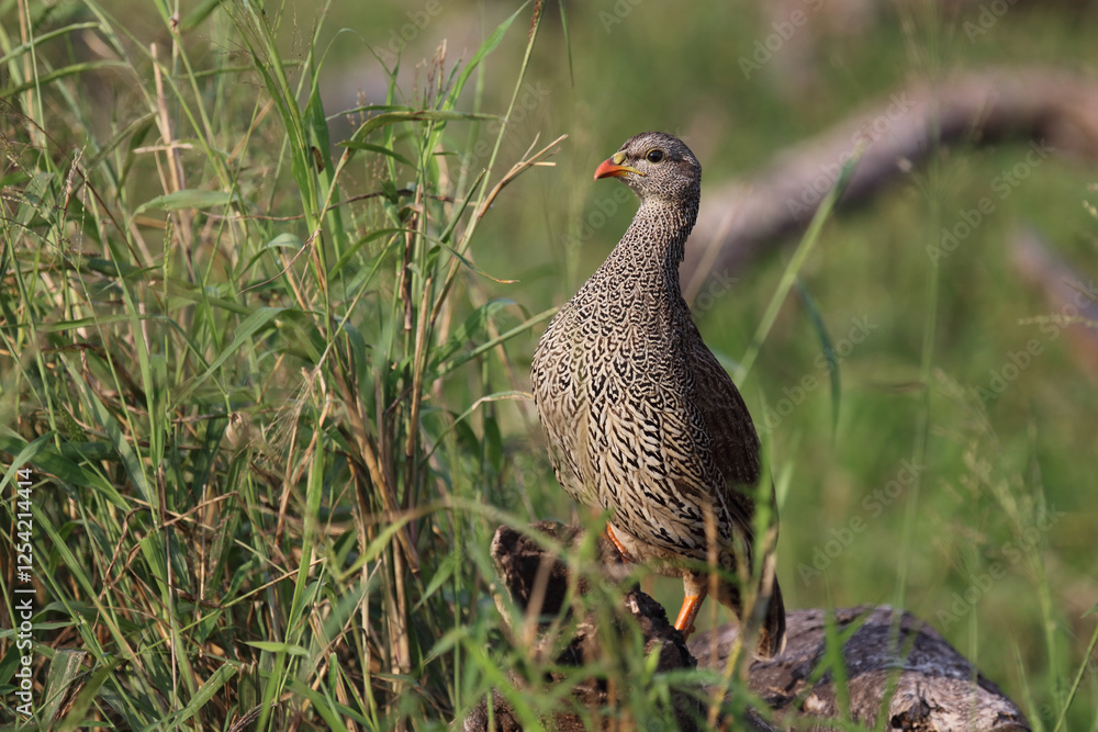 Natalfrankolin / Natal francolin / Francolinus natalensis. Natalfrankolin / Natal francolin / Francolinus natalensis.
