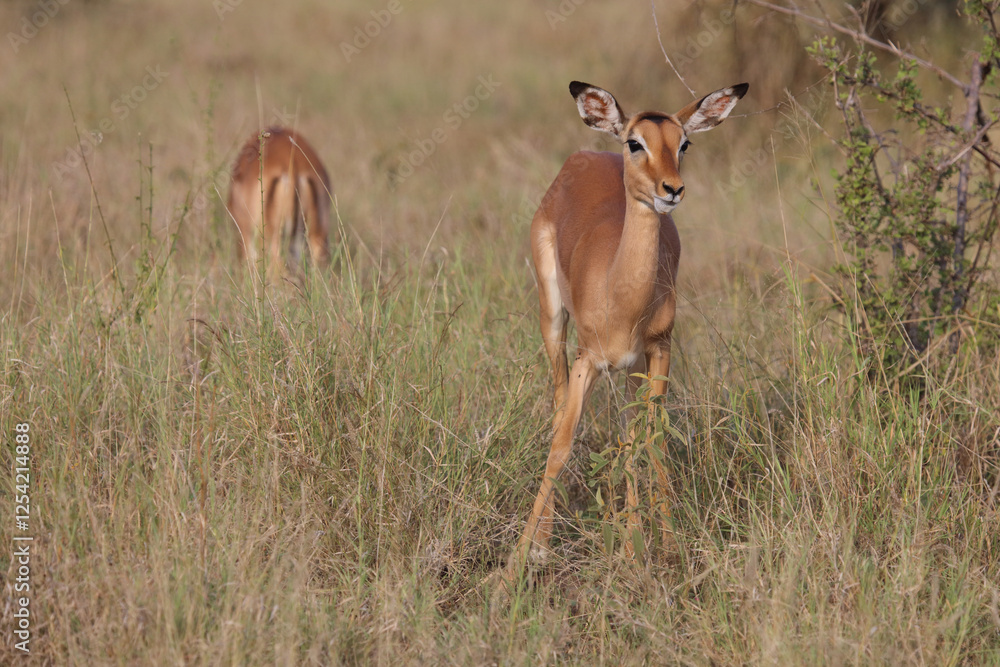 Schwarzfersenantilope / Impala / Aepyceros melampus Schwarzfersenantilope / Impala / Aepyceros melampus