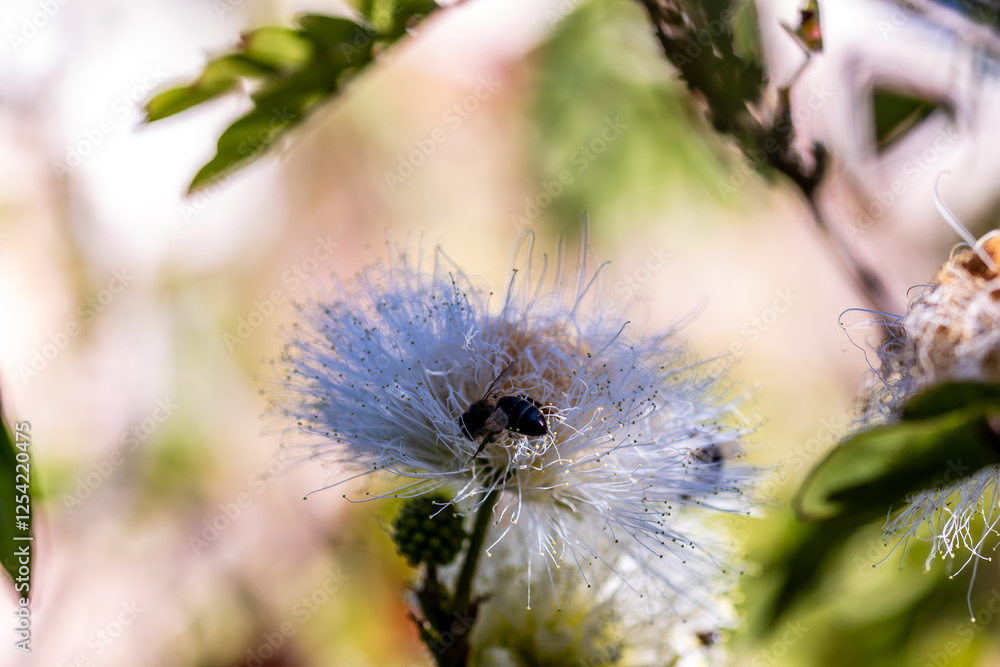 Fototapeta premium Calliandra haematocephala pertenece a la familia de Fabaceae.