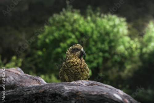 The native New Zealand bird, Kea in the mountains of south island, New Zealand.