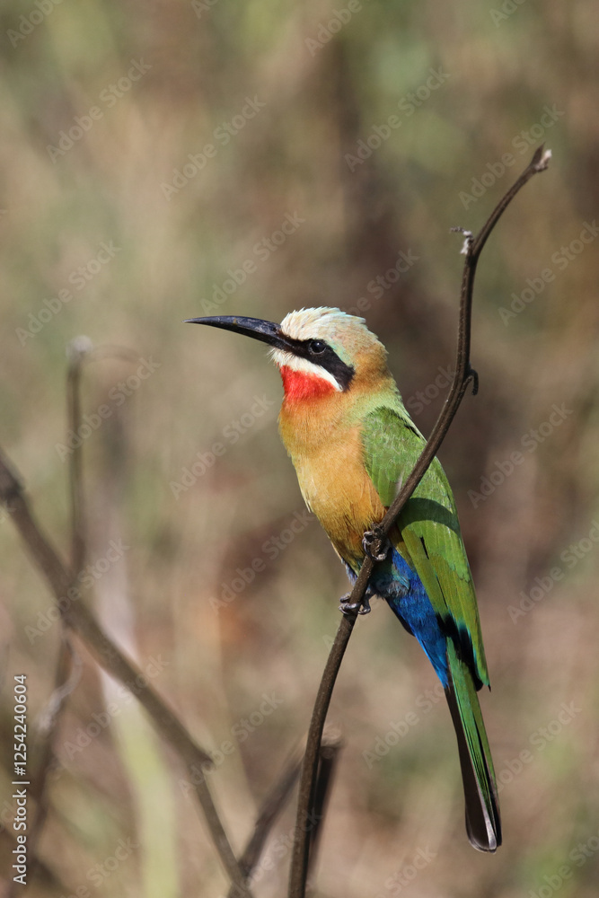 Weißstirnspint / White-fronted bee-eater / Merops bullockoides Weißstirnspint / White-fronted bee-eater / Merops bullockoides