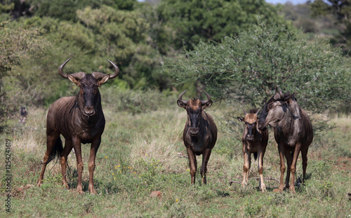 Streifengnu / Blue wildebeest / Connochaetes taurinus. photo