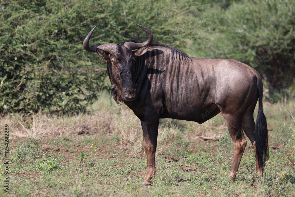 Streifengnu / Blue wildebeest / Connochaetes taurinus Streifengnu / Blue wildebeest / Connochaetes taurinus