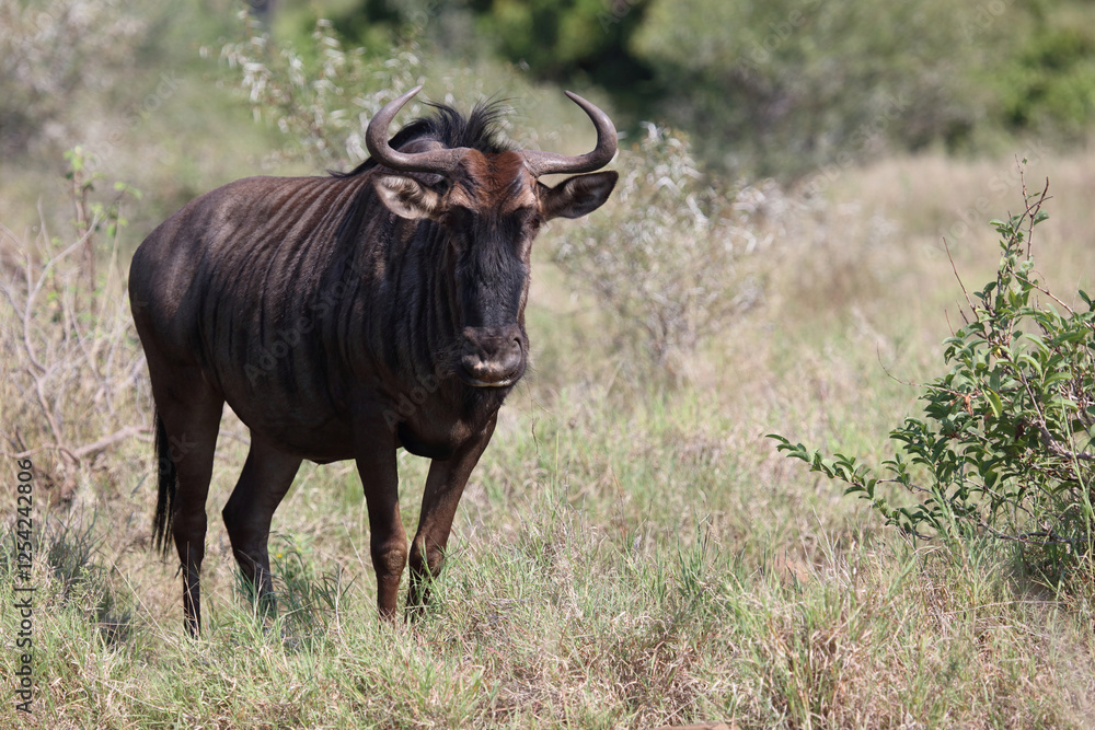 Streifengnu / Blue wildebeest / Connochaetes taurinus Streifengnu / Blue wildebeest / Connochaetes taurinus