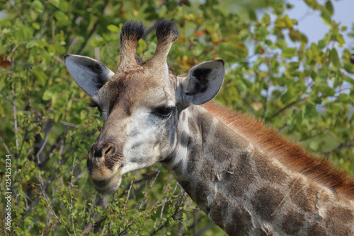 Photography Giraffe / Giraffe / Giraffa camelopardalis