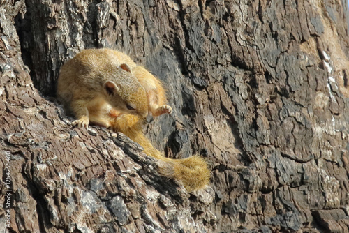 Ockerfußbuschhörnchen / Tree squirrel / Paraxerus cepapi photo