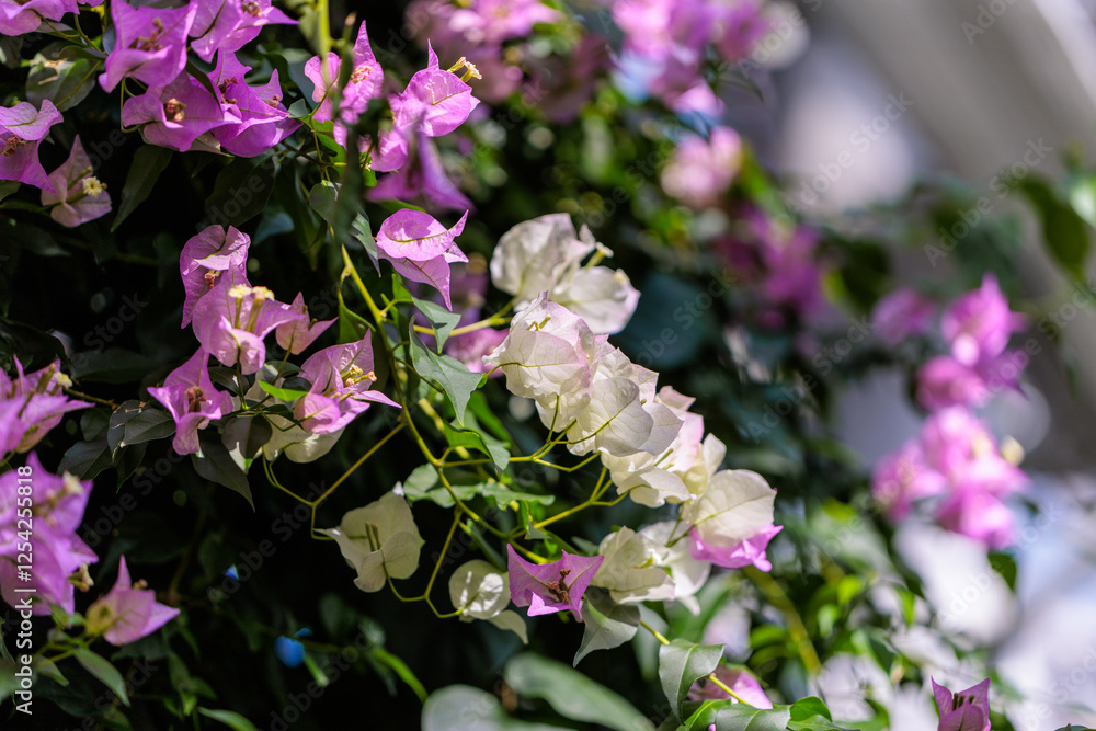 Close-up photo of white bougainvillea flowers in bloom Close-up photo of white bougainvillea flowers in bloom