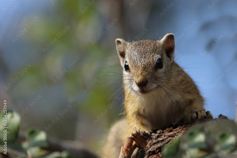 Ockerfußbuschhörnchen / Tree squirrel / Paraxerus cepapi Ockerfußbuschhörnchen / Tree squirrel / Paraxerus cepapi