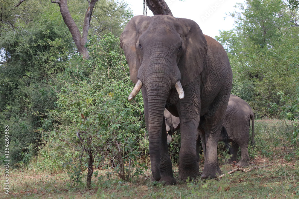 Fototapeta premium Afrikanischer Elefant / African elephant / Loxodonta africana