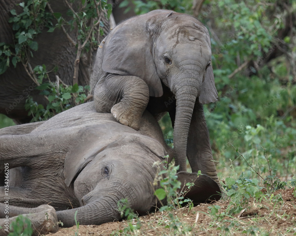Fototapeta premium Afrikanischer Elefant / African elephant / Loxodonta africana