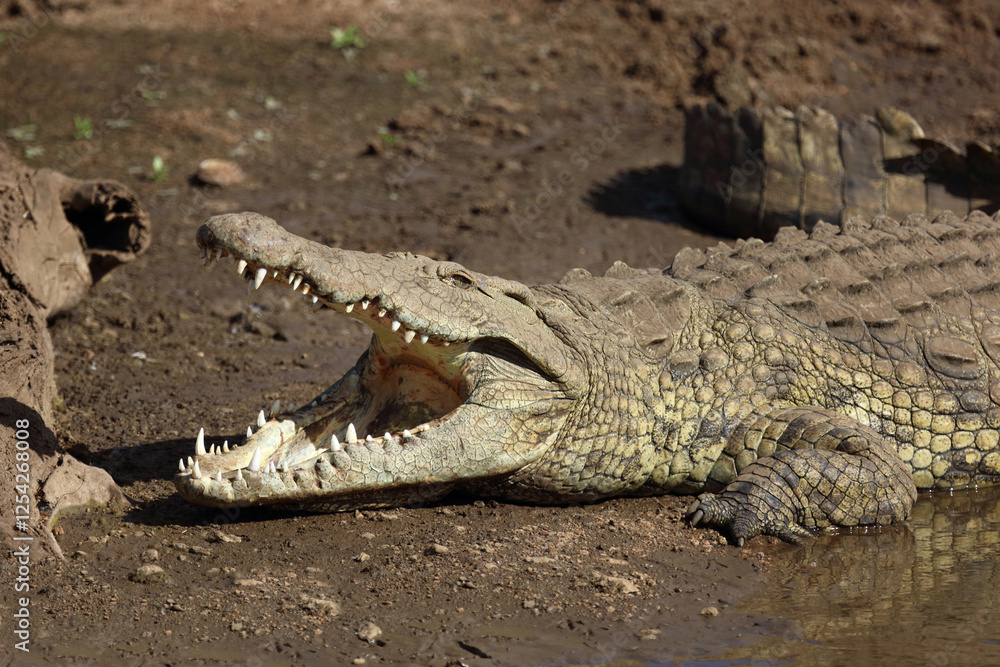 Nilkrokodil / Nile crocodile / Crocodylus niloticus.. Nilkrokodil / Nile crocodile / Crocodylus niloticus..