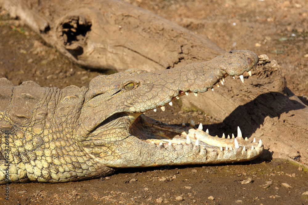 Fototapeta premium Nilkrokodil / Nile crocodile / Crocodylus niloticus..