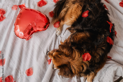 Adorable Dog with Valentine’s Petals on Bed