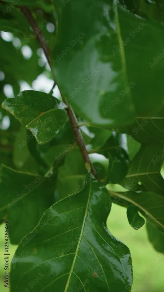 Thorny tree branch with green leaves, close-up view, nature detail and sharp focus