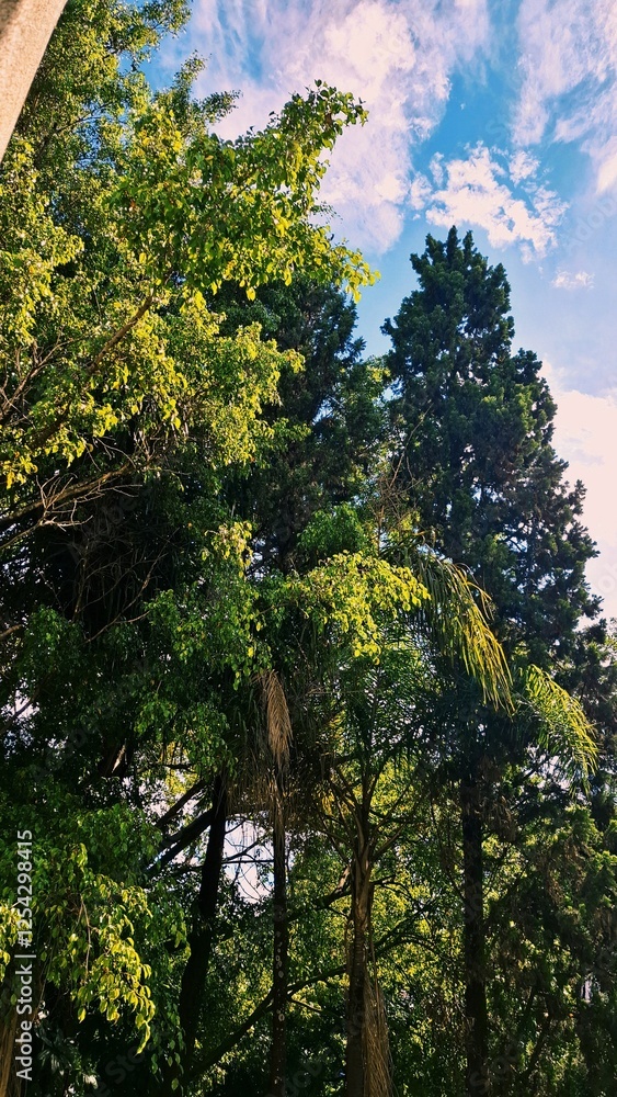 Obraz premium trees and sky