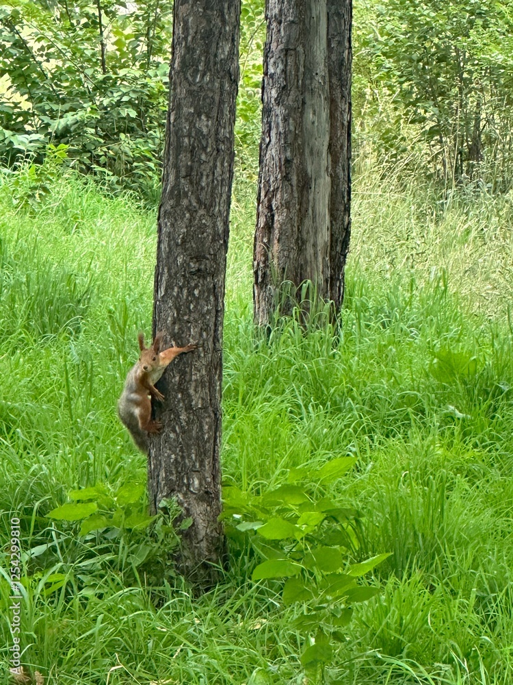 Obraz premium squirrel