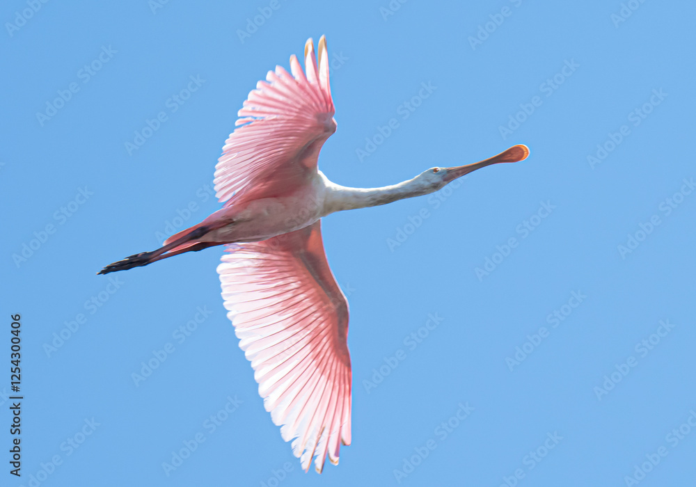 Fototapeta premium Roseate spoonbill in flight