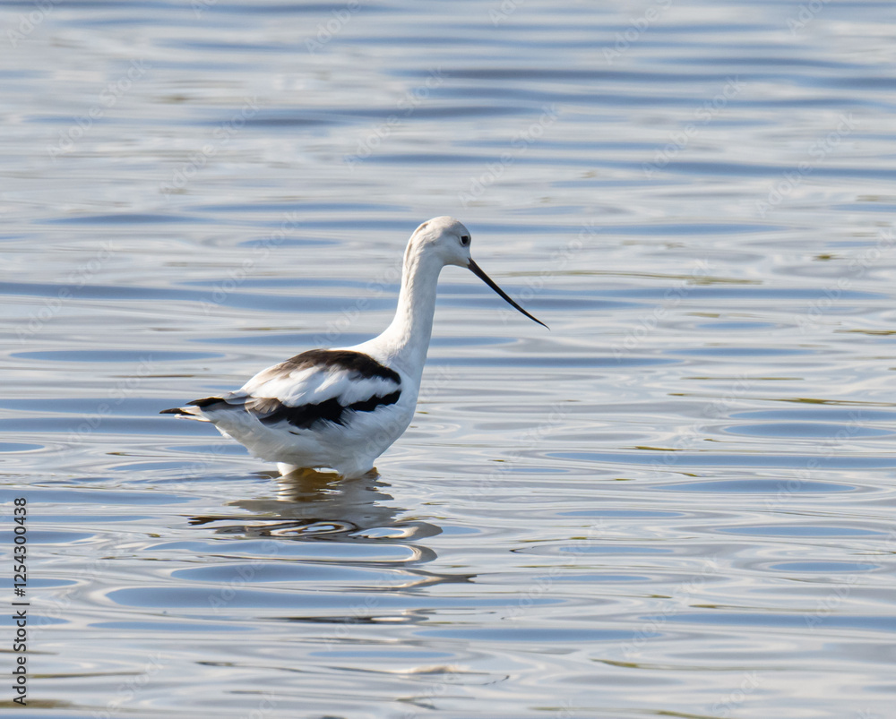 Fototapeta premium American Avocet