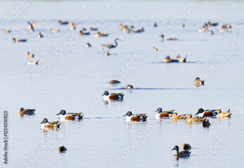 Shoveler Ducks in a Pond