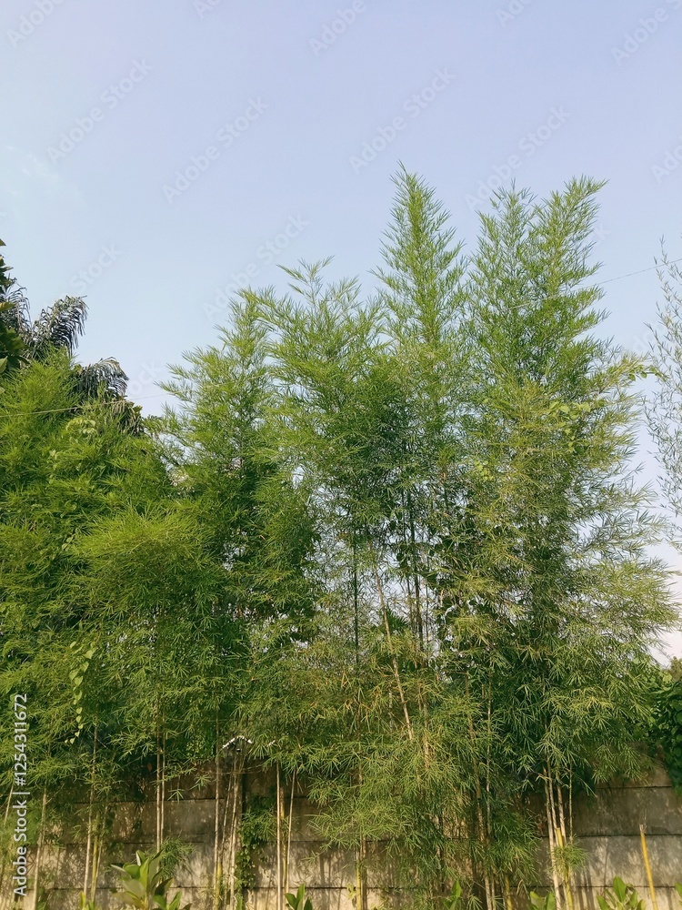 Fototapeta premium close up of green trees, portrait of bamboo trees during the day with a clear sky.
