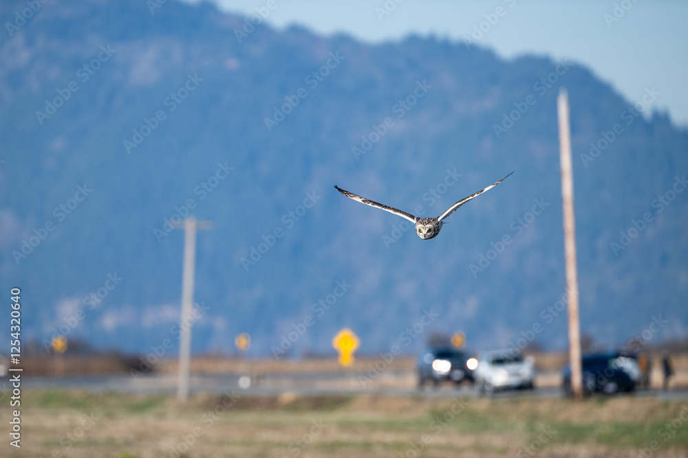 Bird watching and bird photography, Short-Eared Owl in the wild flying across a winter farm field with people and cars parked on the road, East 90 - Skagit Wildlife Area
Bird watching and bird photography, Short-Eared Owl in the wild flying across a winter farm field with people and cars parked on the road, East 90 - Skagit Wildlife Area