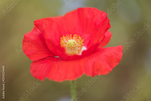 shirley poppy photo