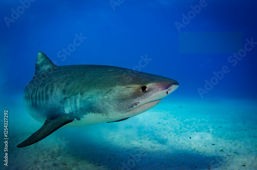 Tiger Shark