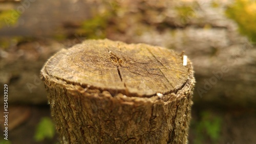 stump in forest