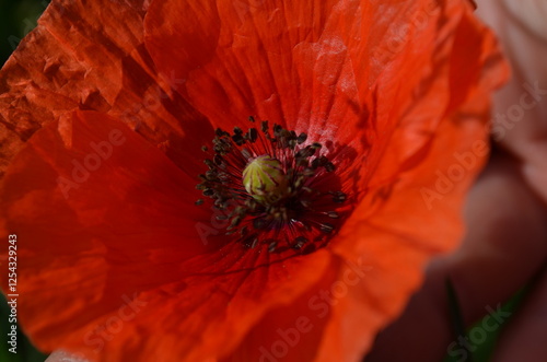 Red flower.poppy flower