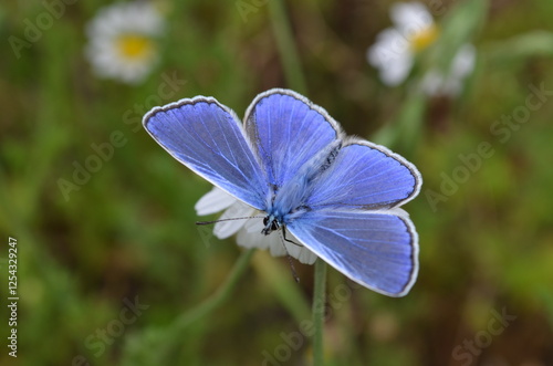 butterfly on flower