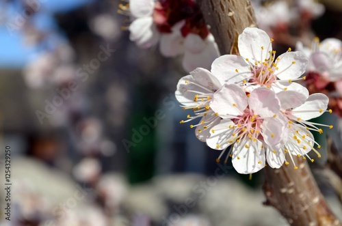 Tree flower on spring