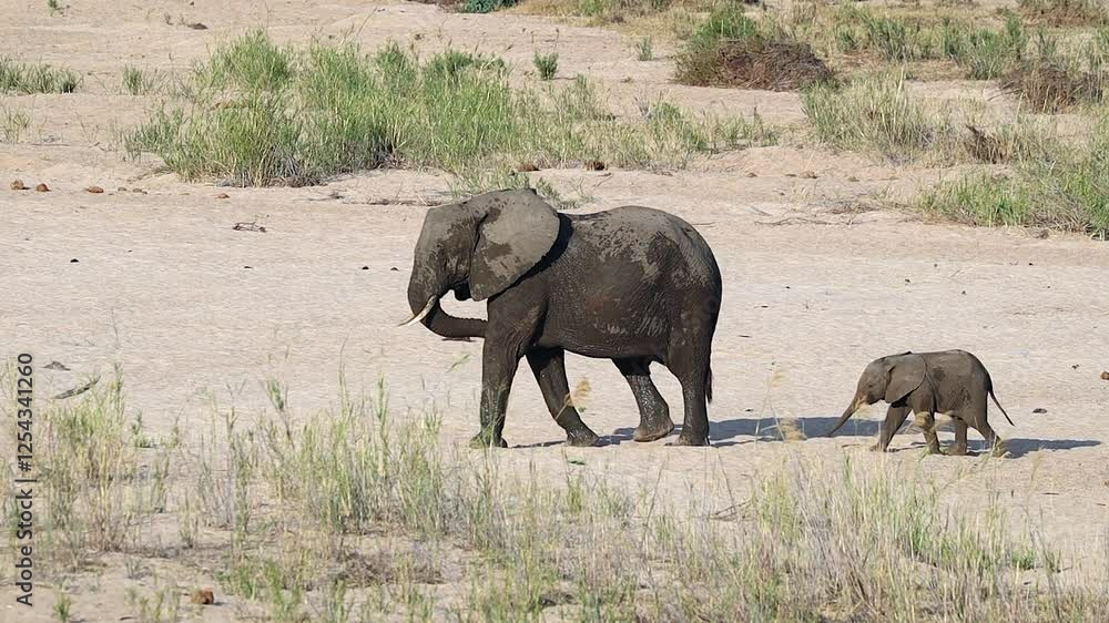Mother and baby elephant walk in dry riverbed in Kruger African savanna Mother and baby elephant walk in dry riverbed in Kruger African savanna