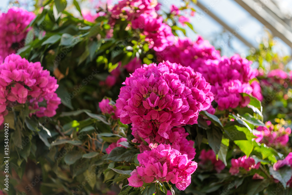 Close-up photo of purple bougainvillea flowers in bloom Close-up photo of purple bougainvillea flowers in bloom