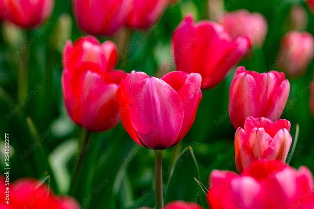 Red beautiful tulips field in spring time. Close up tulip flowers background. Colorful tulip flowering in the garden at sunny summer or spring day. Selective soft focus. Red beautiful tulips field in spring time. Close up tulip flowers background. Colorful tulip flowering in the garden at sunny summer or spring day. Selective soft focus.