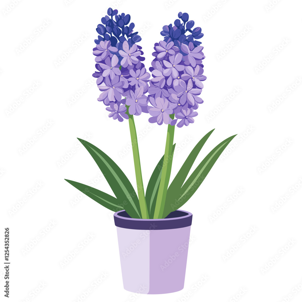 Hyacinth flower illustration hyacinth vector Hyacinth flower illustration hyacinth vector