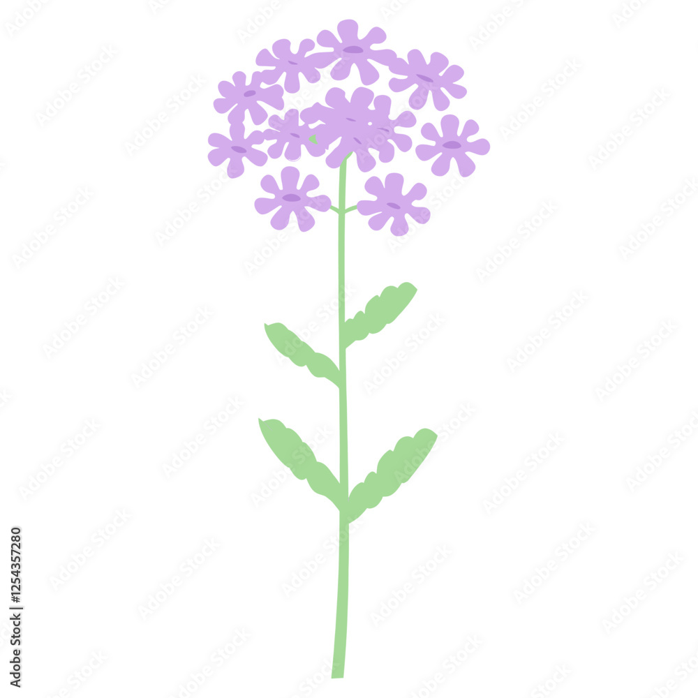 Verbena flower illustration simple asteraceae vector Verbena flower illustration simple asteraceae vector