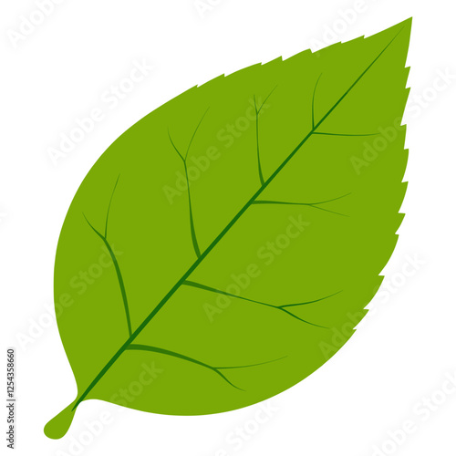 Green rounded beech leaf illustration nature plant vector