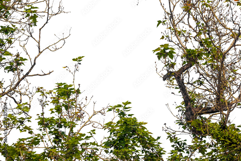 Natural green leaves white background
Natural green leaves white background
