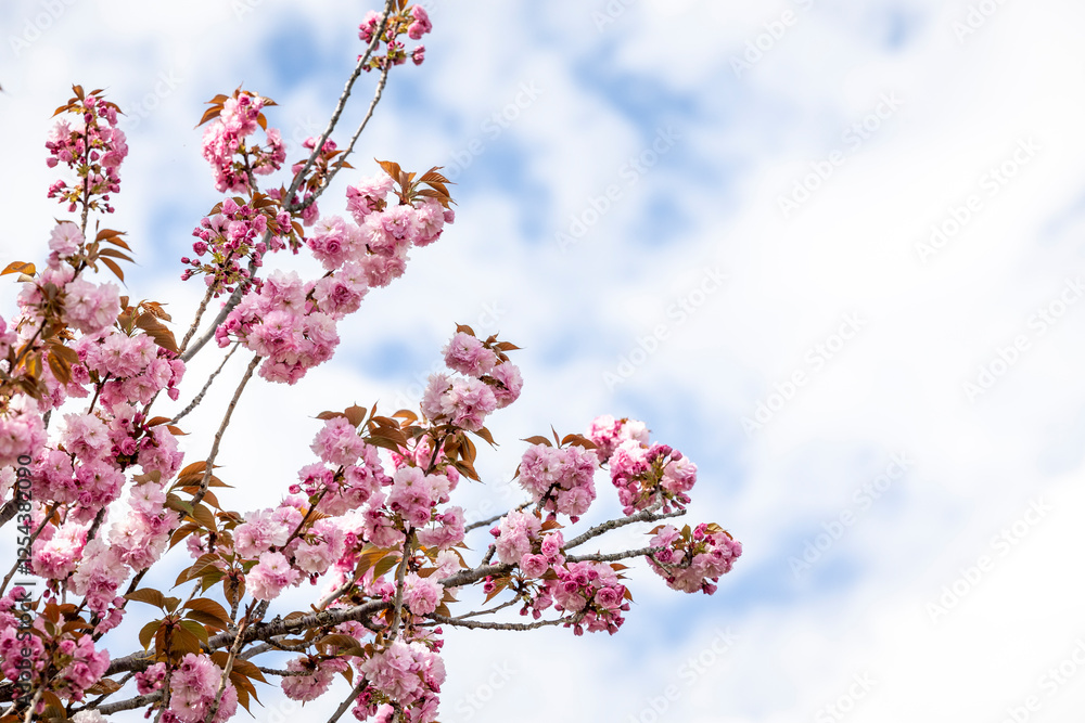 Pink Spring Cherry Blossom Tree Pink Spring Cherry Blossom Tree
