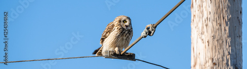 Short-Eared Owl in the wild perched on a powerline wire against a sunny blue sky, calling for partner and feathers fluffed up, winter in East 90 - Skagit Wildlife Area
