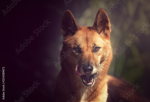 The dingo is an ancient lineage of dog found in Australia. It is a medium sized dog with a lean build. Typically a sandy-yellow colour, but can also be black, brown, or cream. photo