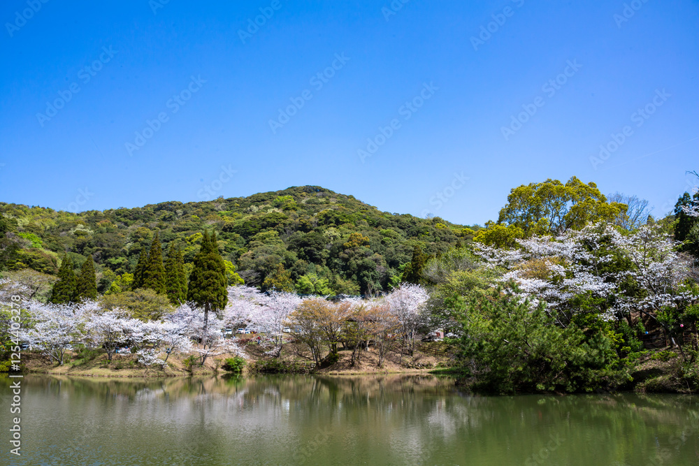 観音ヶ池と満開の桜
