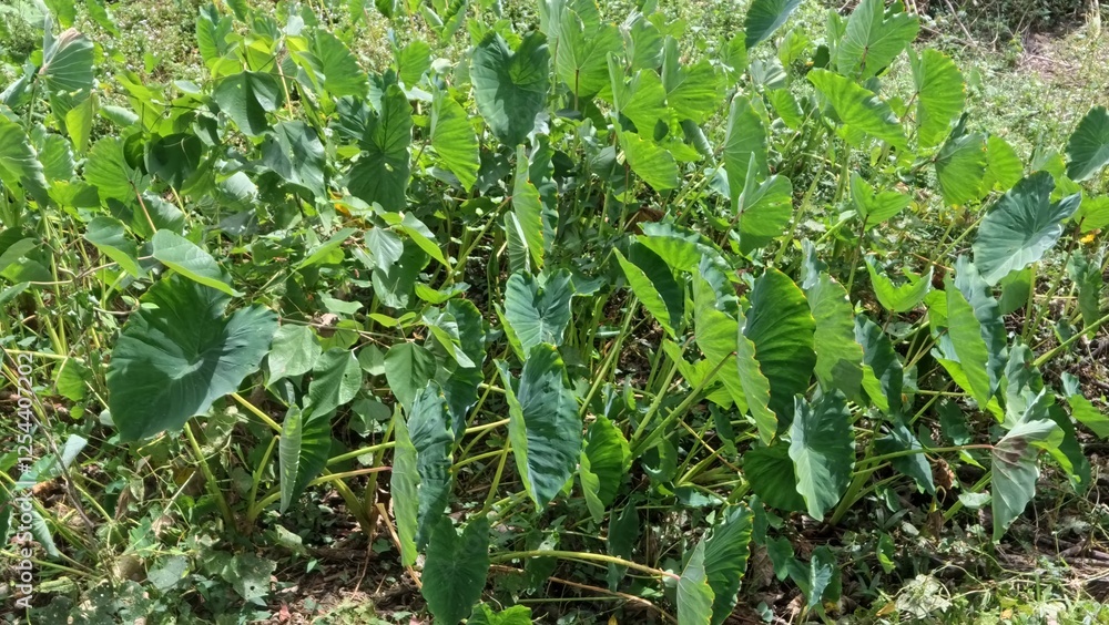 Taro Taro