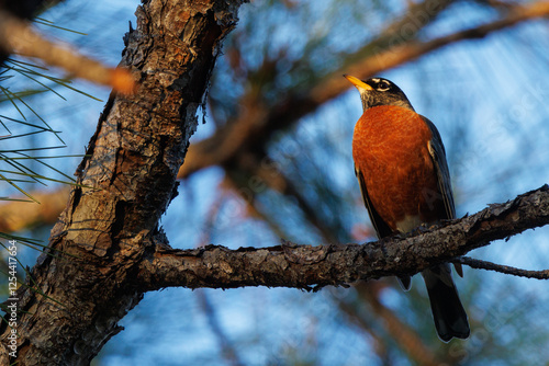 American robin (Turdus migratorius), a migratory bird with a beautiful red breast, in southwest Florida photo