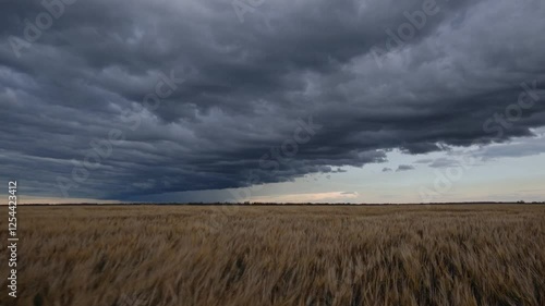 Imminent Storm Over a Golden Wheat Field