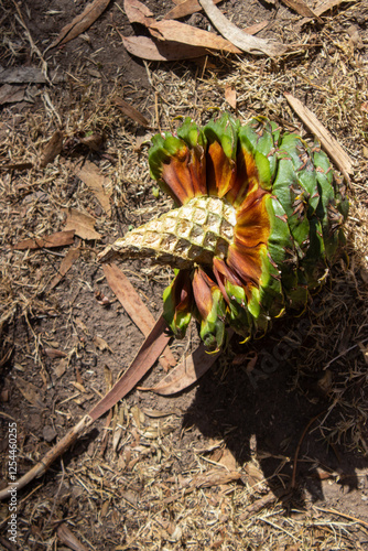  Semilla de araucaria photo