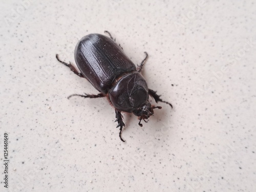Black Rhino Beetle on the floor – Exotic Insect Macro