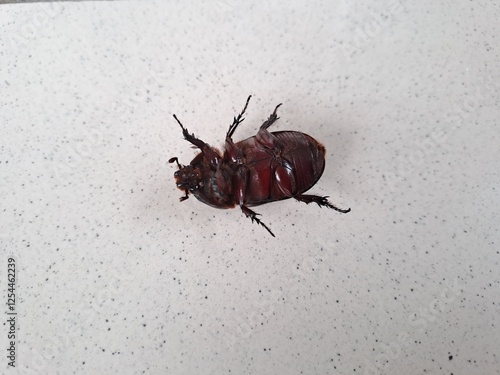 Black Rhino Beetle on the floor – Exotic Insect Macro